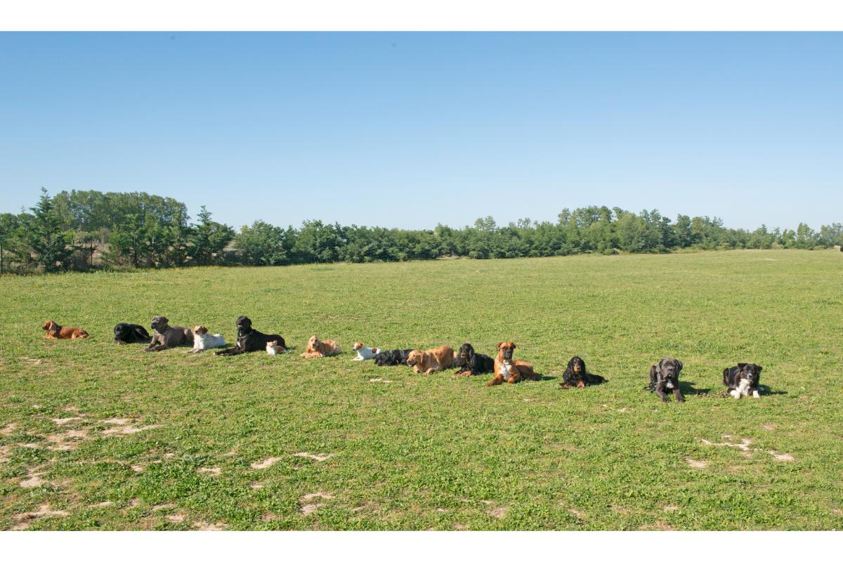 Hunde verschiedener Rassen liegen entspannt