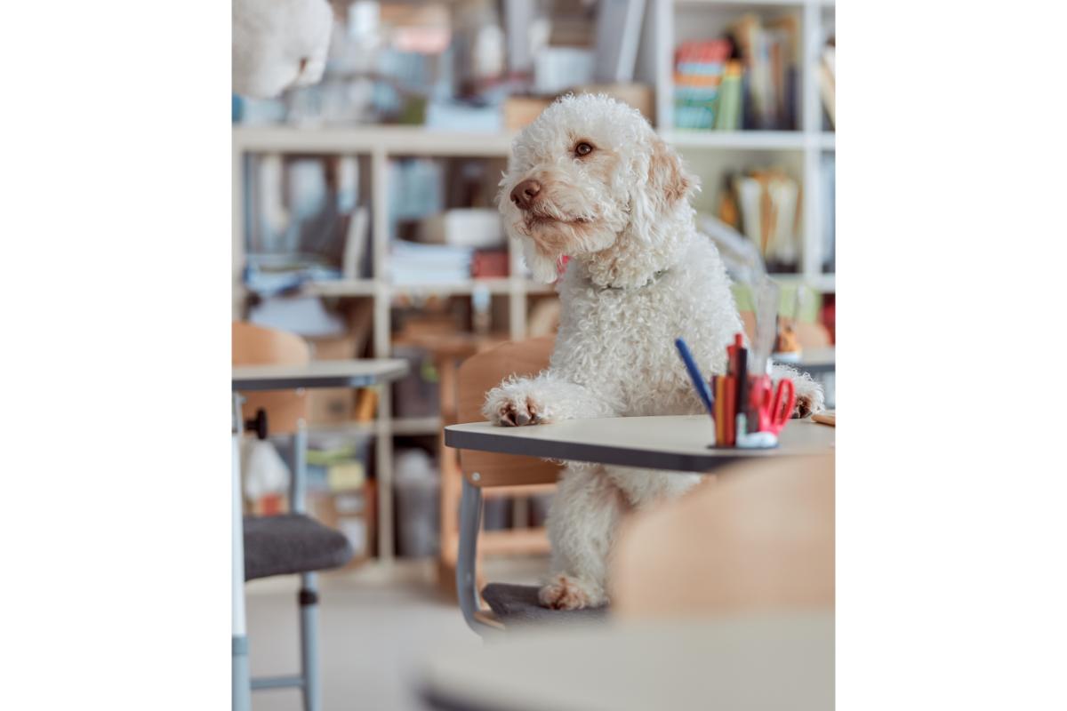 Pudel am Schreibtisch