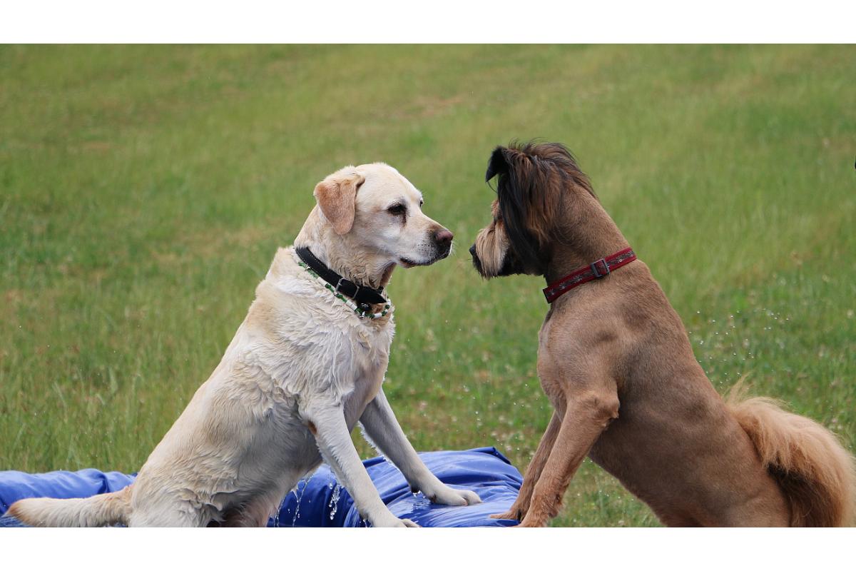 Labrador und Afghan Hound auf blauer Matte