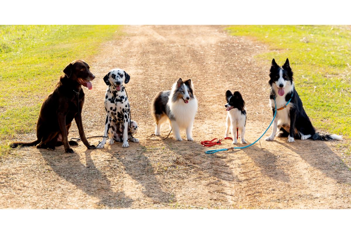 Vier Hunde an der Leine mit Besitzer