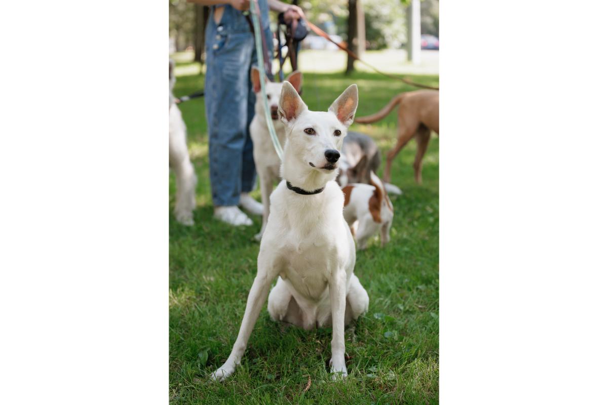 Hund an Leine sitzt aufmerksam
