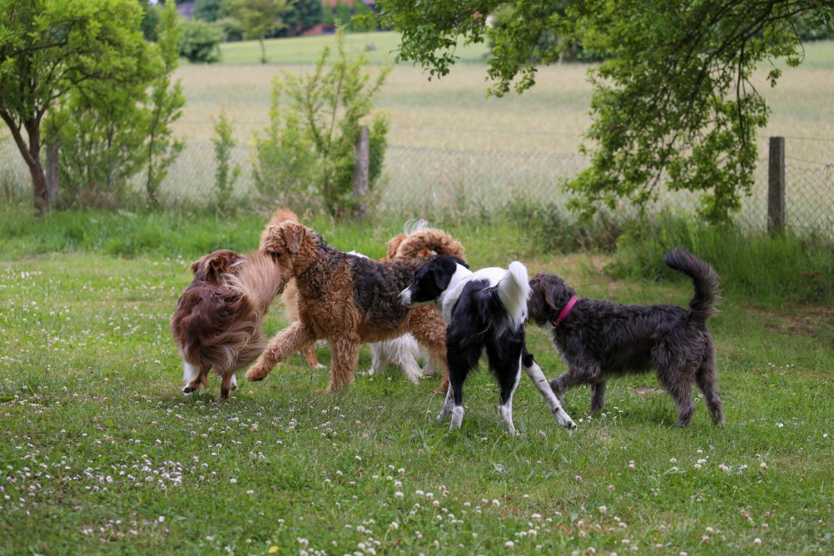 Hunde spielen ausgelassen auf Wiese