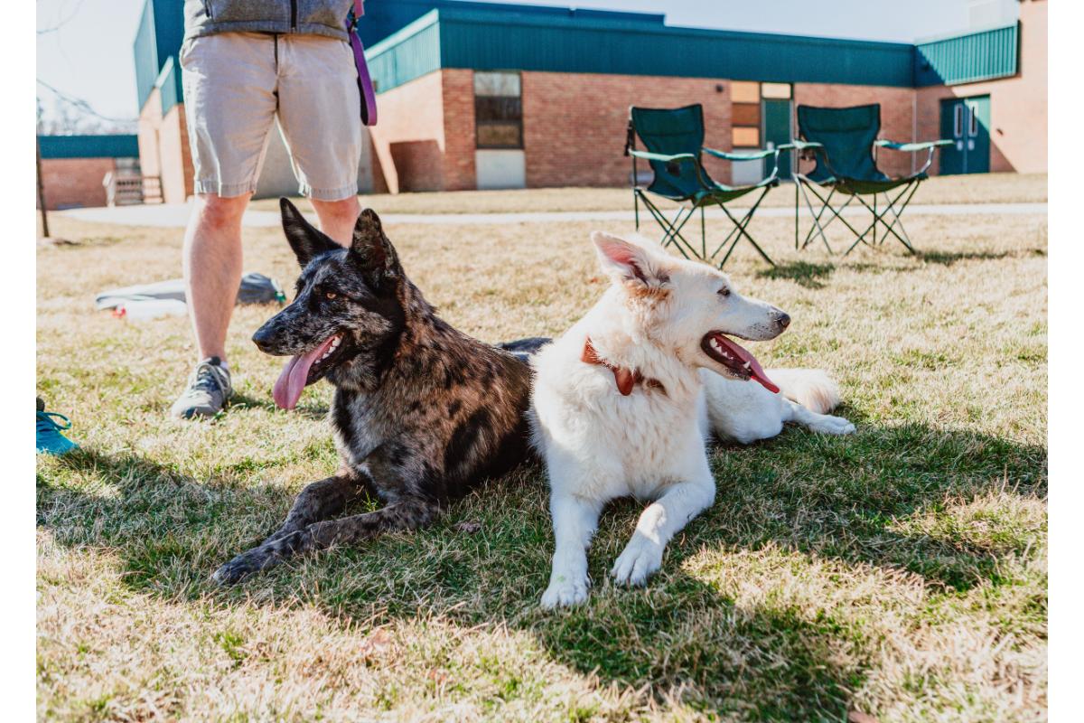 Zwei Hunde liegen gem&uuml;tlich nebeneinander