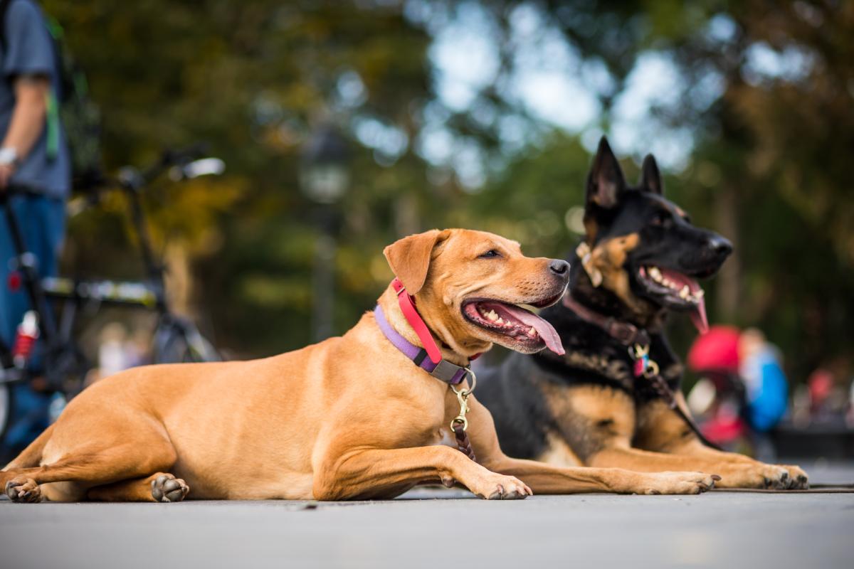 Zwei Hunde liegen entspannt im Freien