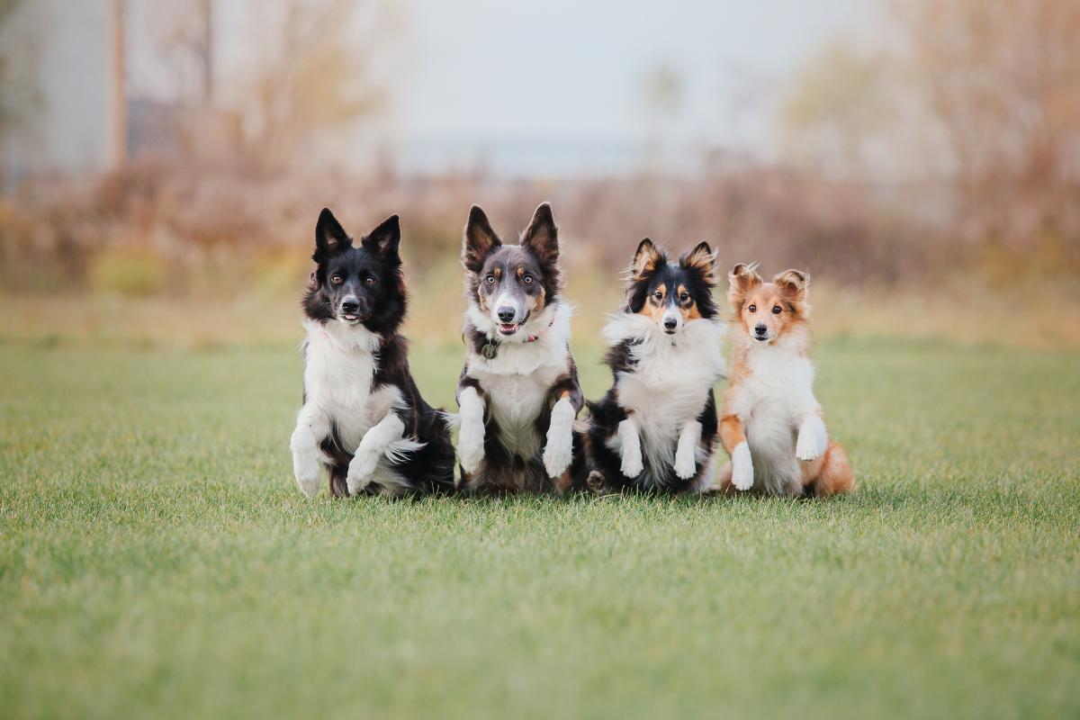 Verschiedene Hunderassen sitzen brav nebeneinander