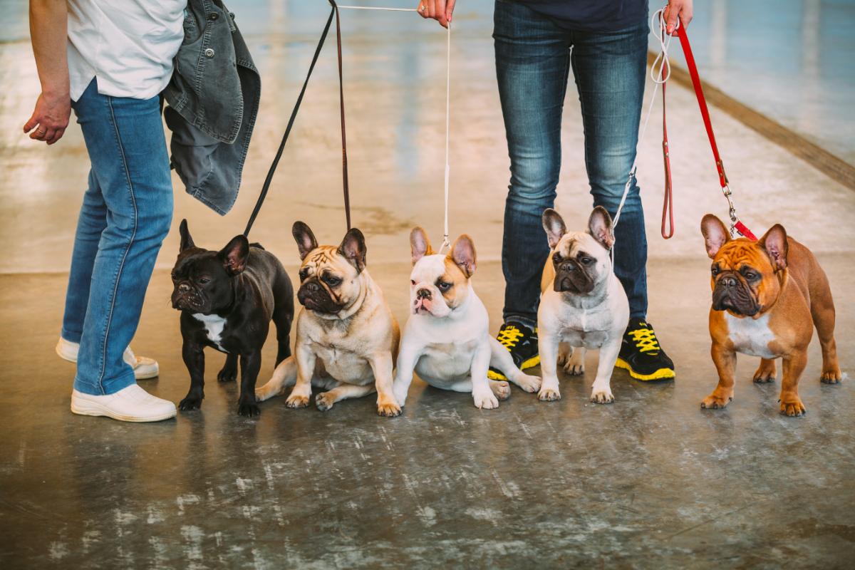 Franz&ouml;sische Bulldoggen mit Geschirren