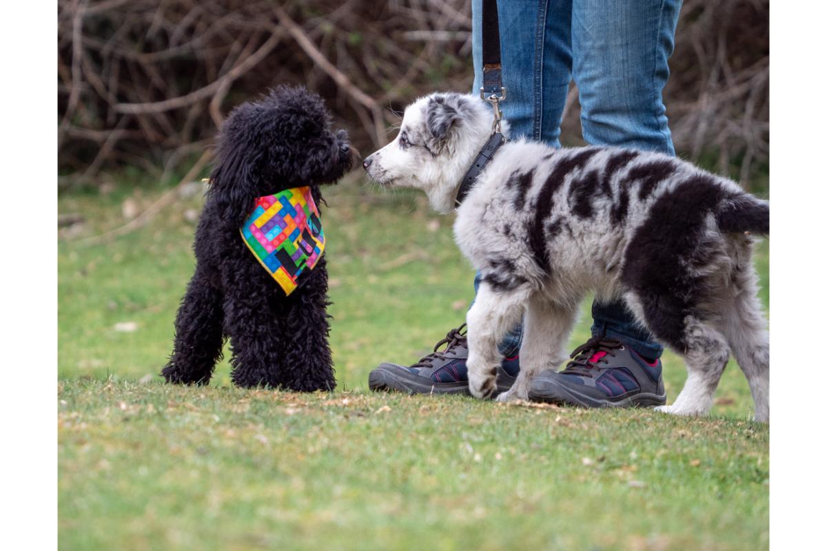 Pudel und Aussie-Welpe begegnen sich