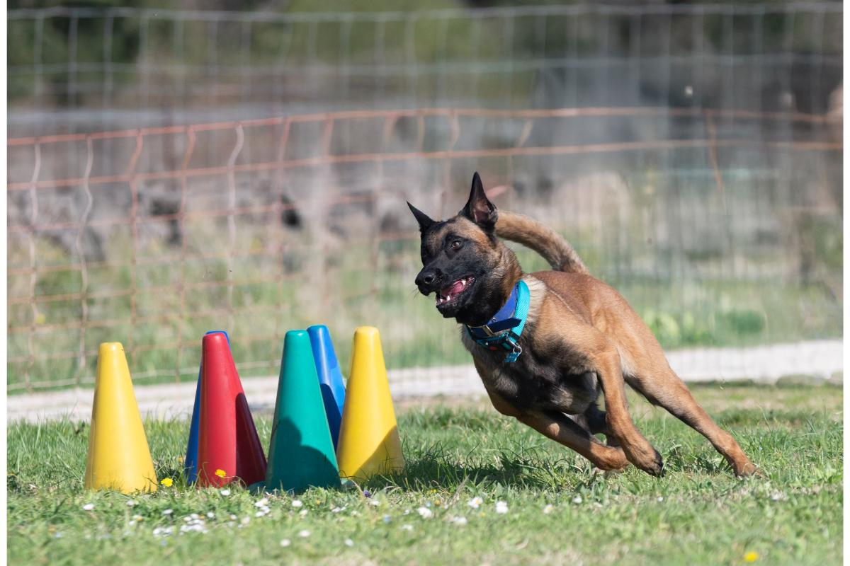 Malinois l&auml;uft &uuml;ber H&uuml;rden
