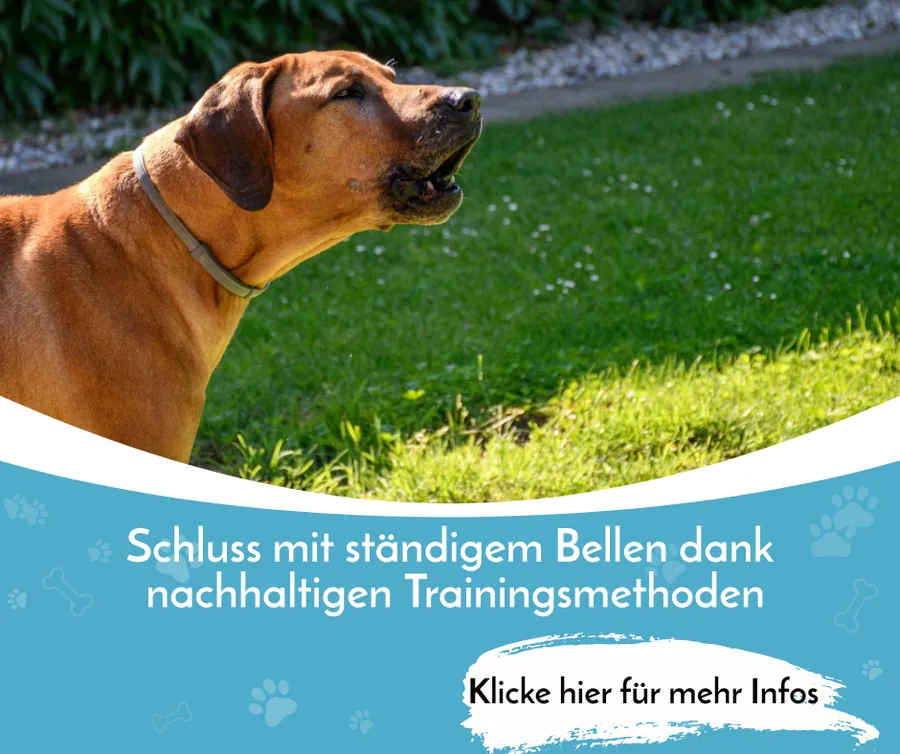 Bellen-Kurs
