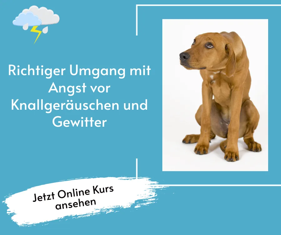 Ger&auml;uschangst-Kurs