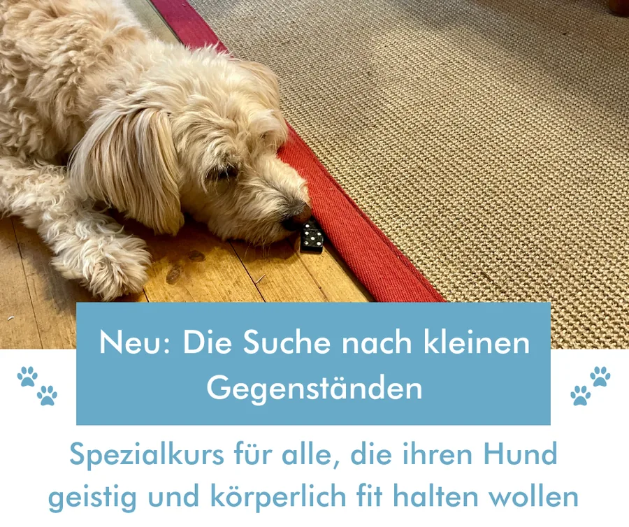 Nasenarbeit-Kurs