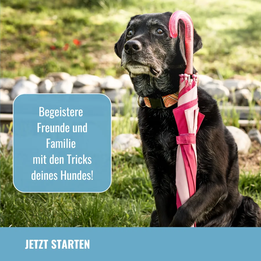 Tricktraining-Kurs