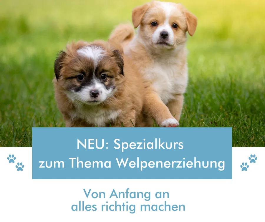 Welpen-Kurs