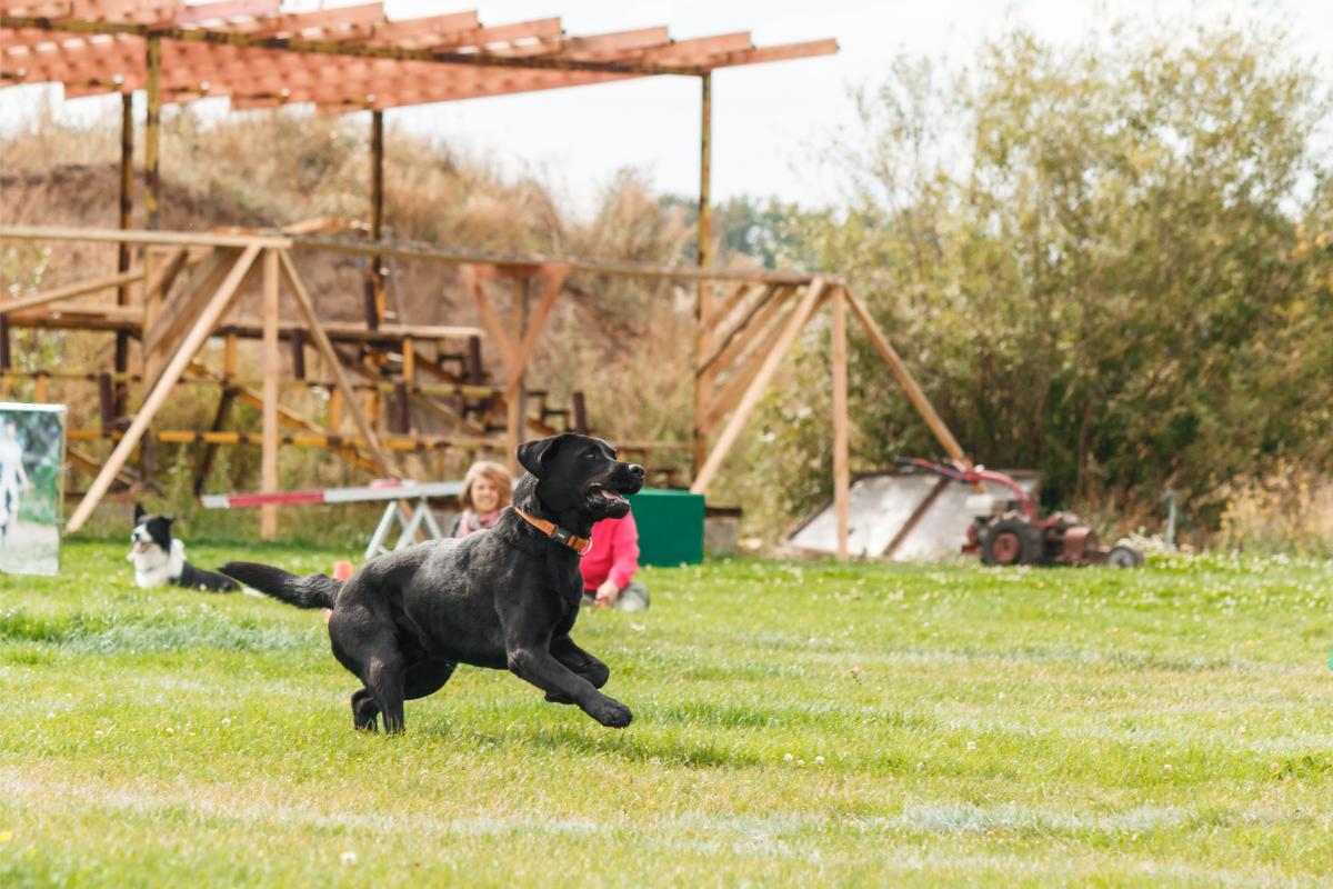 Labrador rennt &uuml;ber Wiese