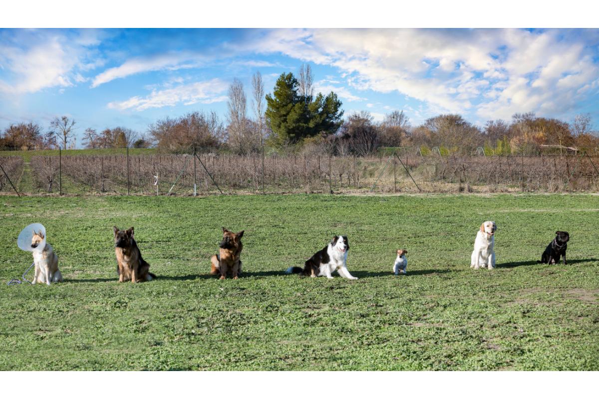 Hunde sitzen auf Feld