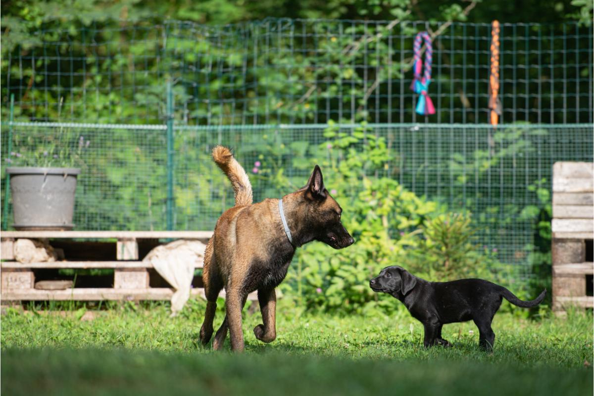Malinois-Welpe spielt mit kleinem Hund