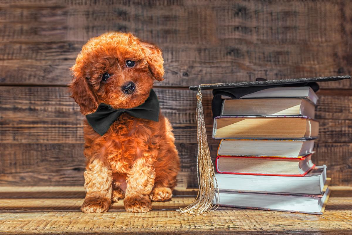 S&uuml;&szlig;er Welpe mit Doktorhut und B&uuml;chern