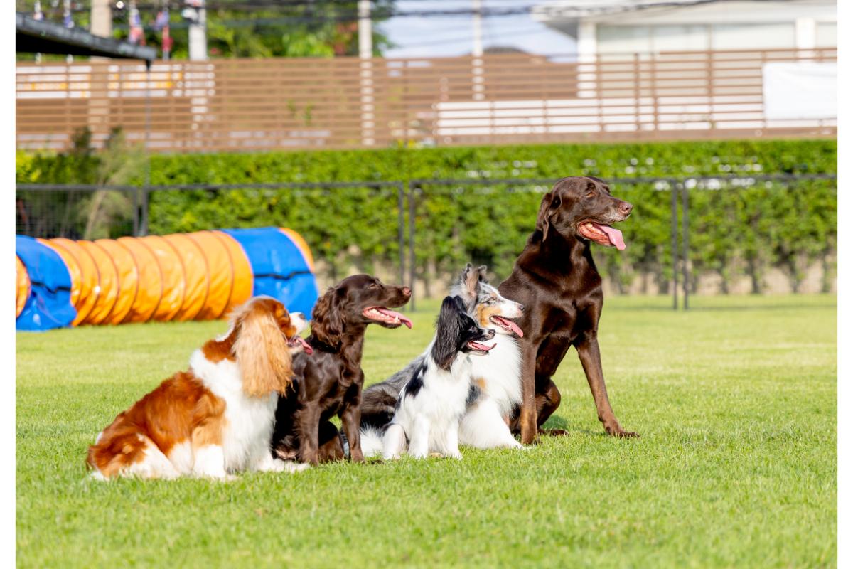Hunde vor Agility-Parcours