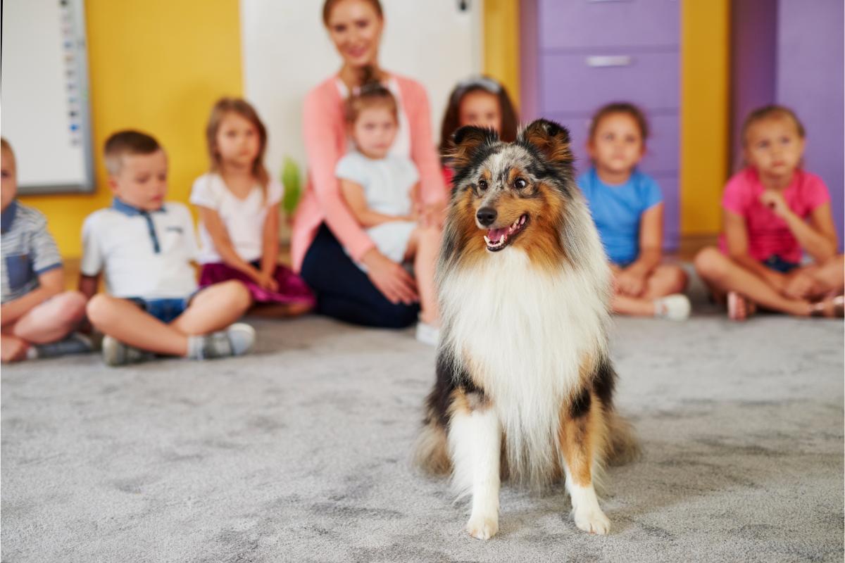 Sheltie-Welpe sitzt vor Kindergruppe
